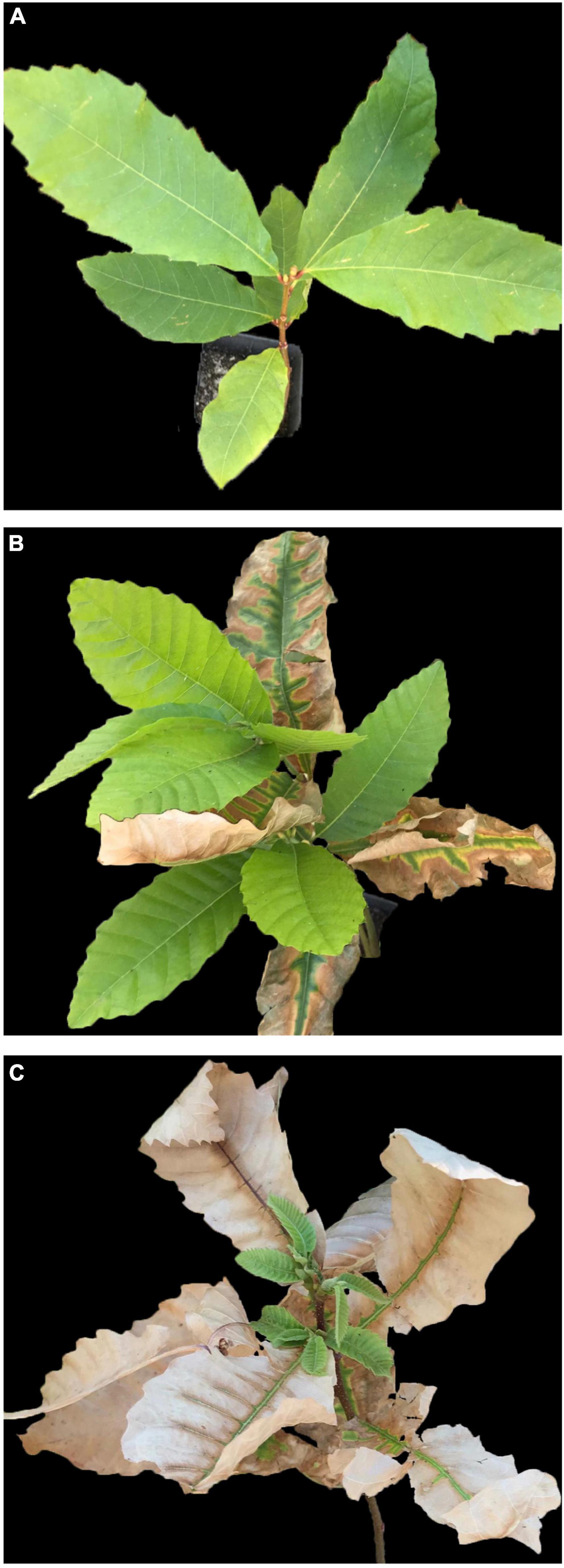 Heat stress and recovery effects on the physiology and biochemistry of Castanea sativa Mill.